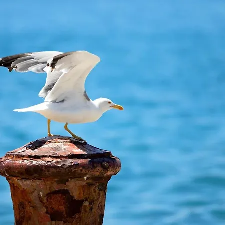 Marija Penzion Sveti Filip i Jakov